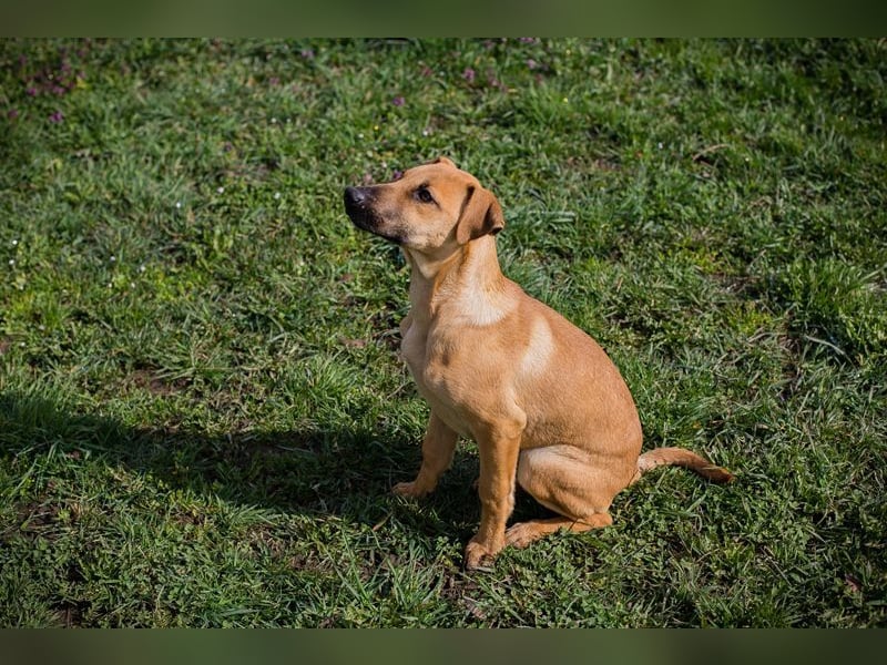Welpe Chip-Nr. 271274 - ich träume von tollen Abenteuern mit meiner Familie!