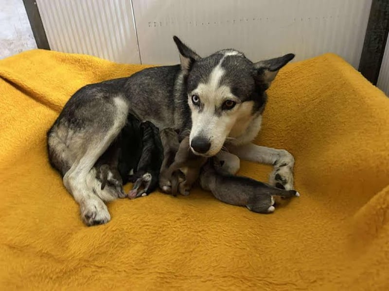 PEARL - die neugierige, fröhliche und aktive Hündin sucht eine unternehmungslustige Familie!