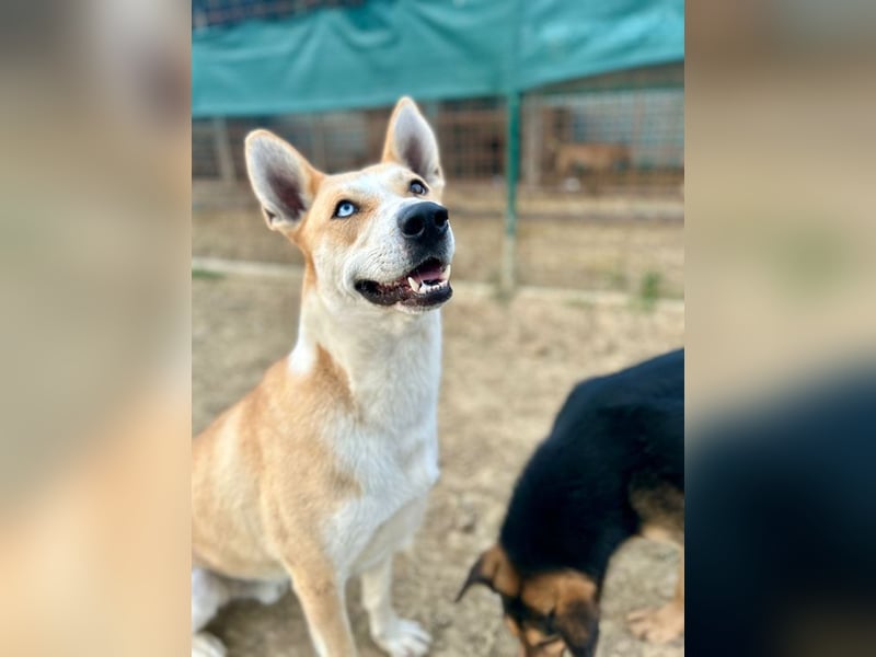 ROCKY - ich suche ein Zuhause bei einer aktiven, hundeerfahrenen Familie!