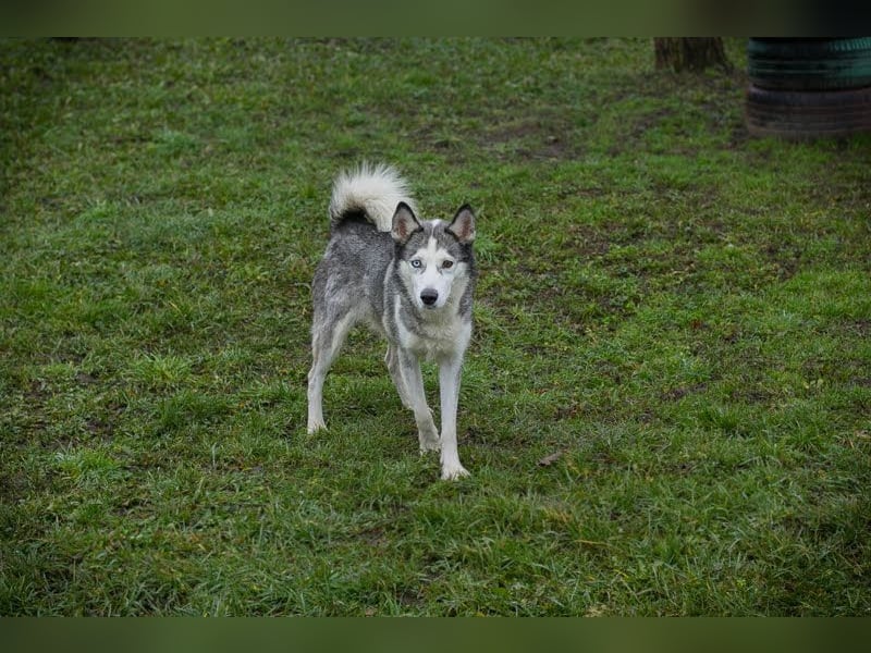 PEARL - die neugierige, fröhliche und aktive Hündin sucht eine unternehmungslustige Familie!
