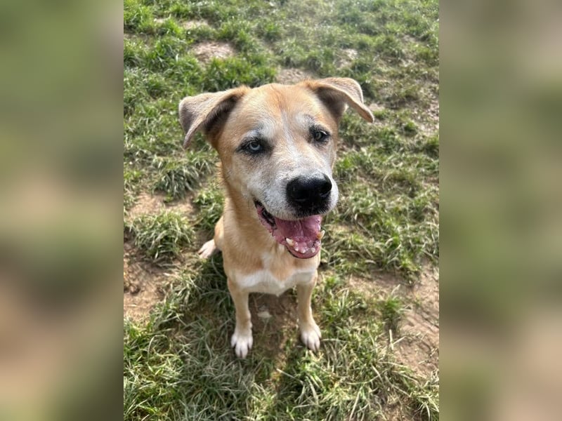 PRINZ - schenkst du mir etwas Geduld und Liebe, dann schenke ich dir mein Herz!?