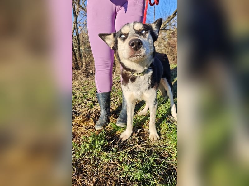 VIKY - die fröhliche und verspielte Hündin sucht ein liebevolles Für-Immer Zuhause!