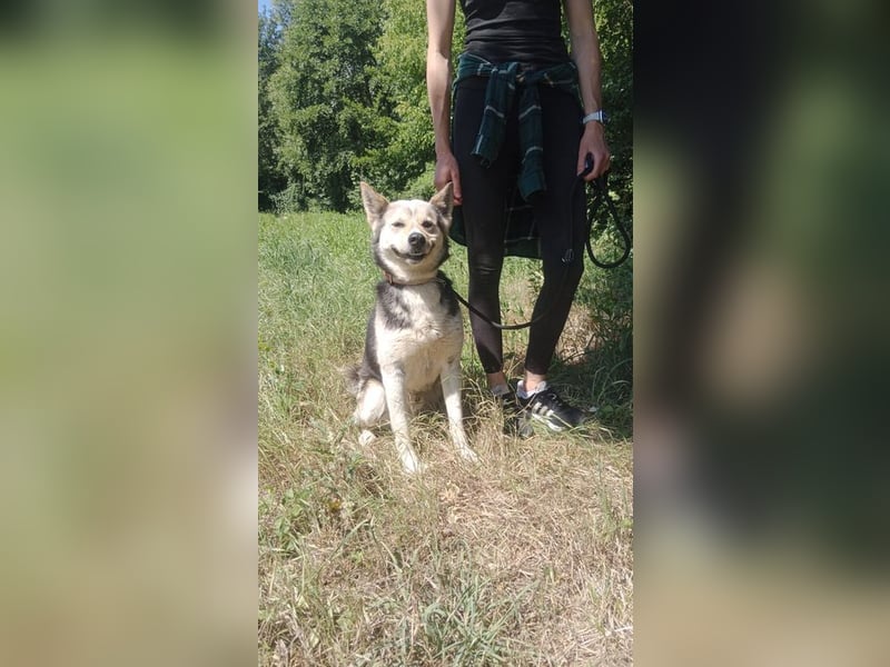 BERTIE - der freundliche Huskymischling sucht Menschen die seine Bedürfnisse kennen