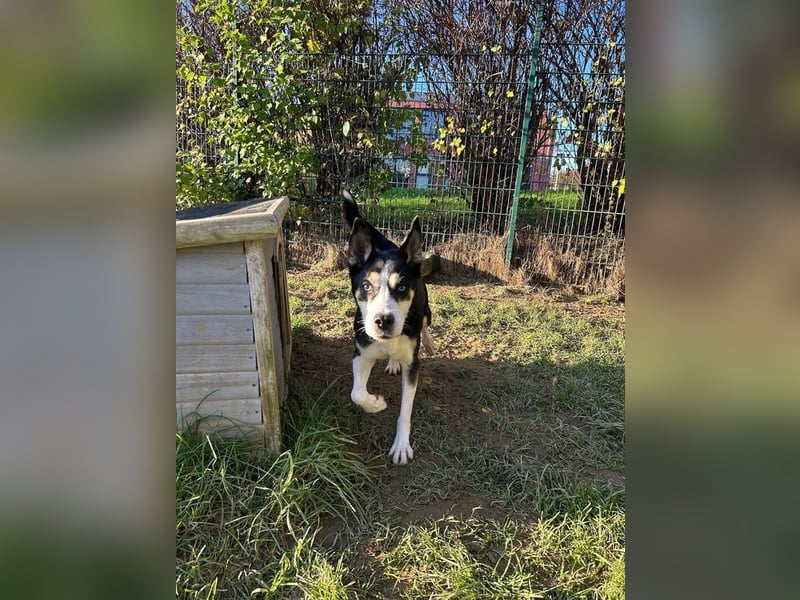 SHILA - die hübsche Maus hat das Herz am rechten Fleck und träumt von einem tollen Zuhause