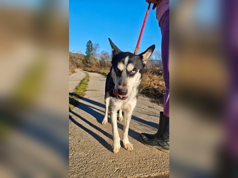 VIKY - die fröhliche und verspielte Hündin sucht ein liebevolles Für-Immer Zuhause!