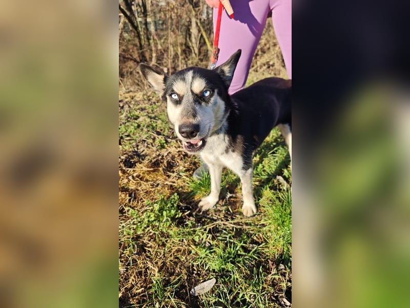 VIKY - die fröhliche und verspielte Hündin sucht ein liebevolles Für-Immer Zuhause!