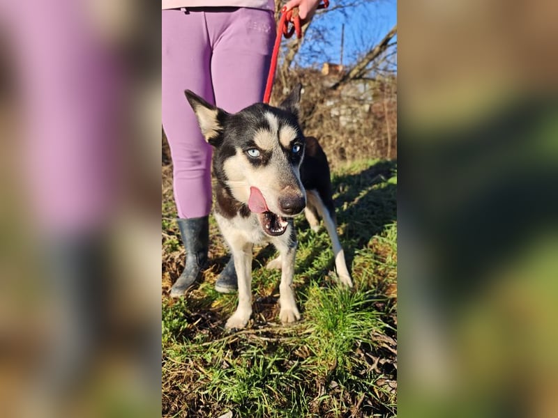 VIKY - die fröhliche und verspielte Hündin sucht ein liebevolles Für-Immer Zuhause!