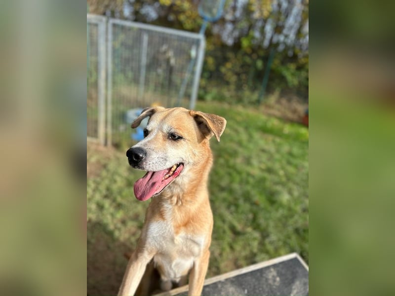 PRINZ - schenkst du mir etwas Geduld und Liebe, dann schenke ich dir mein Herz!?