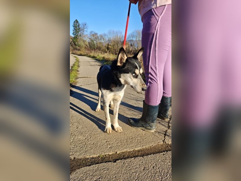 VIKY - die fröhliche und verspielte Hündin sucht ein liebevolles Für-Immer Zuhause!