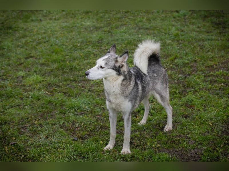 PEARL - die neugierige, fröhliche und aktive Hündin sucht eine unternehmungslustige Familie!