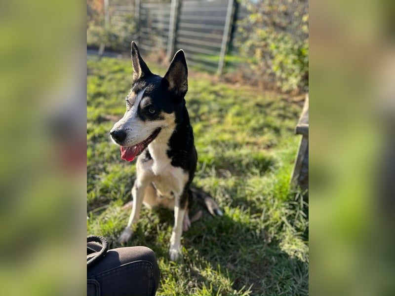 SHILA - die hübsche Maus hat das Herz am rechten Fleck und träumt von einem tollen Zuhause