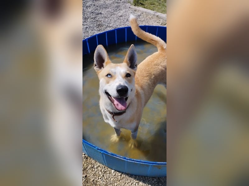 ROCKY - ich suche ein Zuhause bei einer aktiven, hundeerfahrenen Familie!