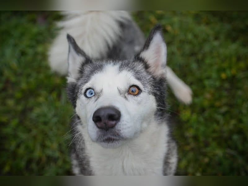 PEARL - die neugierige, fröhliche und aktive Hündin sucht eine unternehmungslustige Familie!