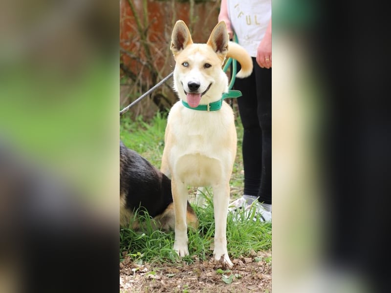 ROCKY - ich suche ein Zuhause bei einer aktiven, hundeerfahrenen Familie!