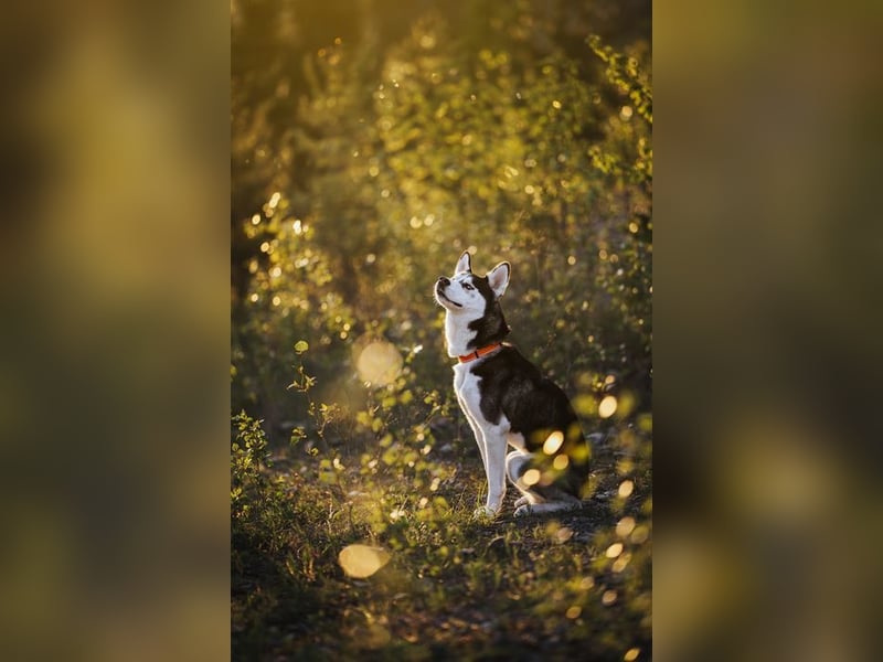SNOWY - sportliche und verantwortungsvolle Menschen gesucht!