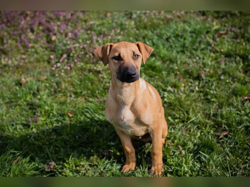 Welpe Chip-Nr. 271274 - ich träume von tollen Abenteuern mit meiner Familie!