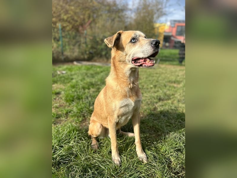 PRINZ - schenkst du mir etwas Geduld und Liebe, dann schenke ich dir mein Herz!?