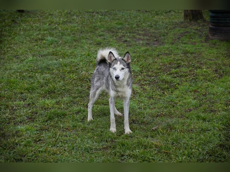 PEARL - die neugierige, fröhliche und aktive Hündin sucht eine unternehmungslustige Familie!