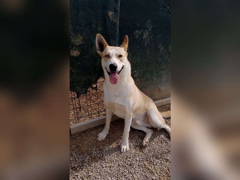 ROCKY - ich suche ein Zuhause bei einer aktiven, hundeerfahrenen Familie!