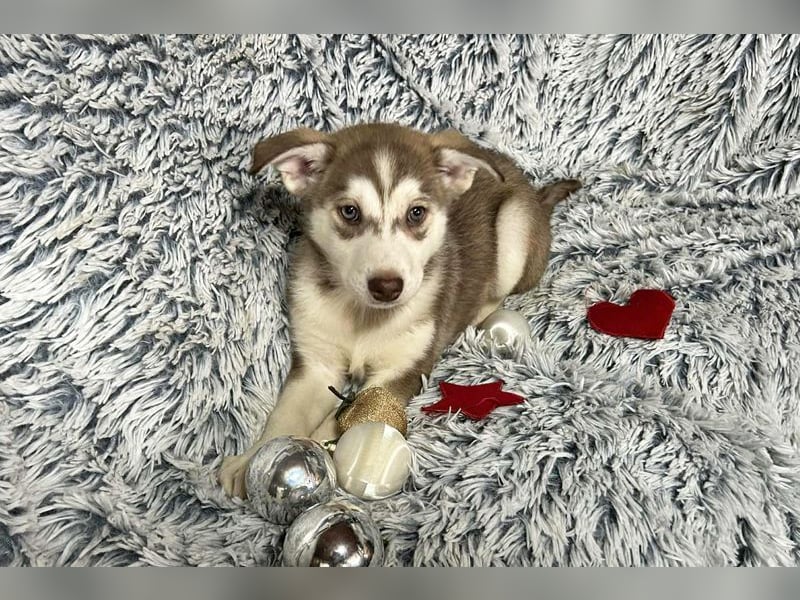 Welpe KIRA - das wunderschöne Mädchen möchte mit DIR die Welt entdecken!