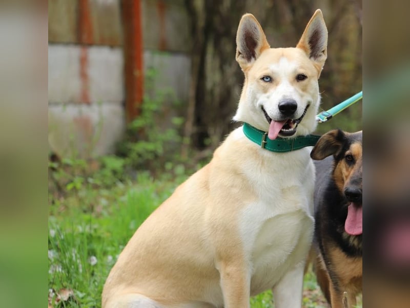 ROCKY - ich suche ein Zuhause bei einer aktiven, hundeerfahrenen Familie!