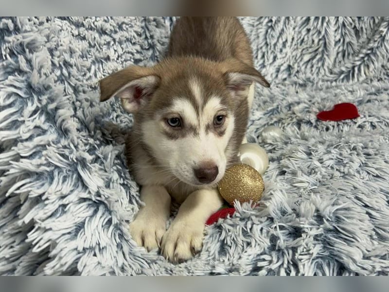 Welpe Chip-Nr. 259765 - die hübsche Maus sucht ein tolles Für-Immer Zuhause