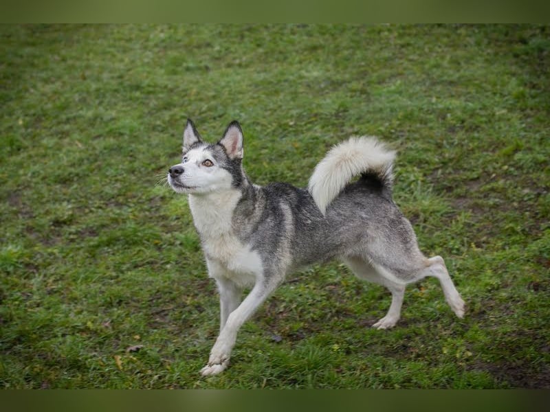 PEARL - die neugierige, fröhliche und aktive Hündin sucht eine unternehmungslustige Familie!
