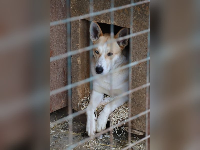 ROCKY - ich suche ein Zuhause bei einer aktiven, hundeerfahrenen Familie!