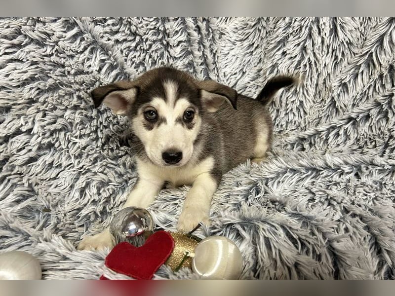 Welpe LILLY - die hübsche Maus freut sich darauf, mit DIR tolle Abenteuer zu erleben!