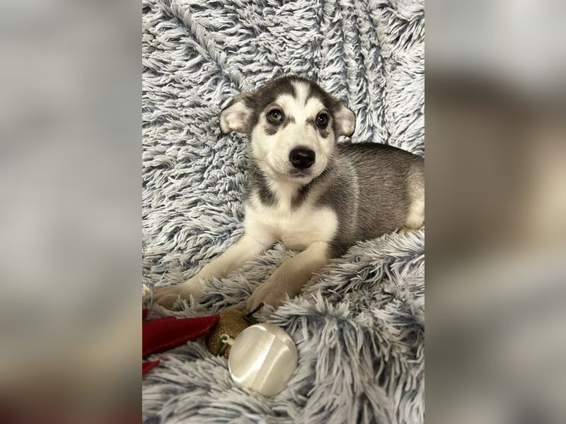 Welpe LILLY - die hübsche Maus freut sich darauf, mit DIR tolle Abenteuer zu erleben!