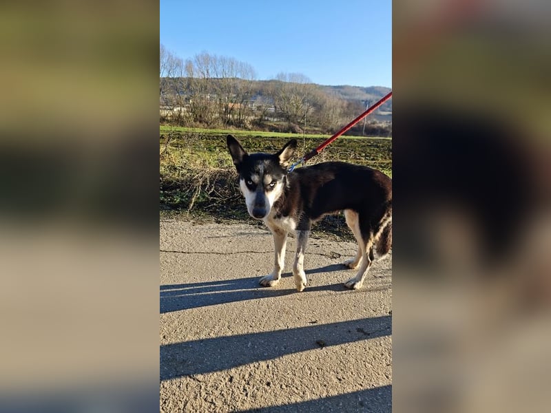 VIKY - die fröhliche und verspielte Hündin sucht ein liebevolles Für-Immer Zuhause!