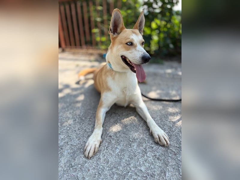 ROCKY - ich suche ein Zuhause bei einer aktiven, hundeerfahrenen Familie!