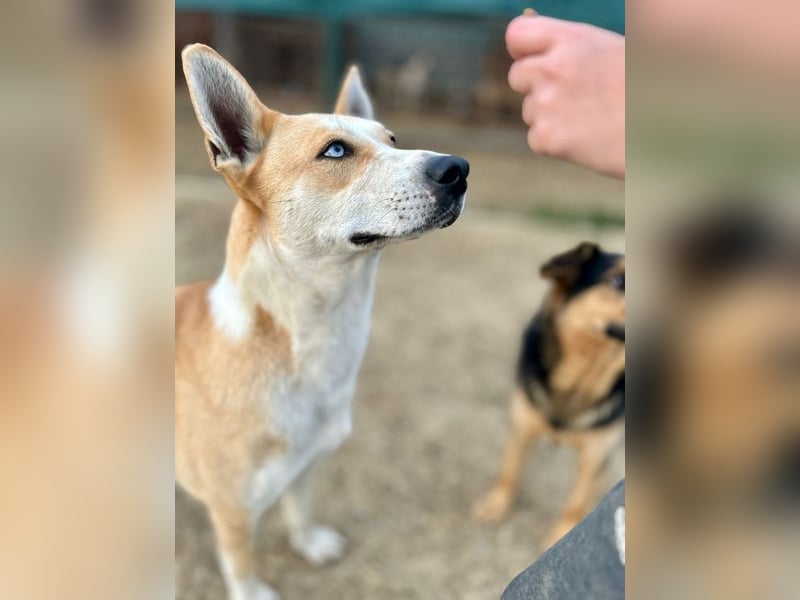 ROCKY - ich suche ein Zuhause bei einer aktiven, hundeerfahrenen Familie!