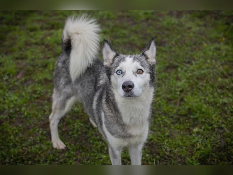 PEARL - die neugierige, fröhliche und aktive Hündin sucht eine unternehmungslustige Familie!