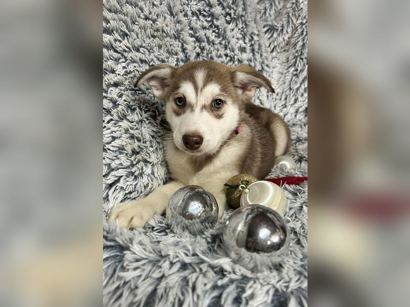 Welpe Chip-Nr. 259765 - die hübsche Maus sucht ein tolles Für-Immer Zuhause