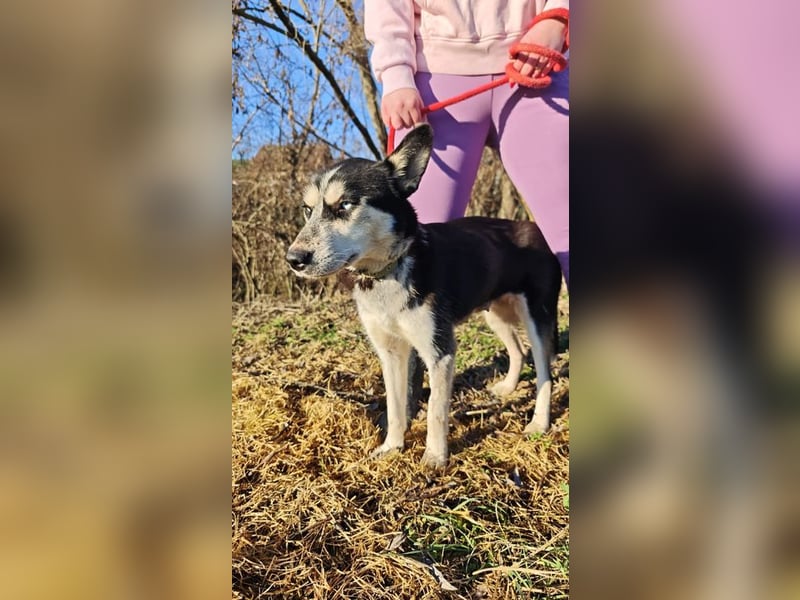 VIKY - die fröhliche und verspielte Hündin sucht ein liebevolles Für-Immer Zuhause!