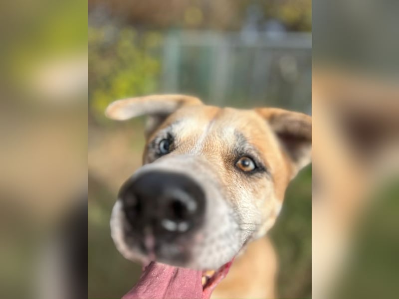 PRINZ - schenkst du mir etwas Geduld und Liebe, dann schenke ich dir mein Herz!?