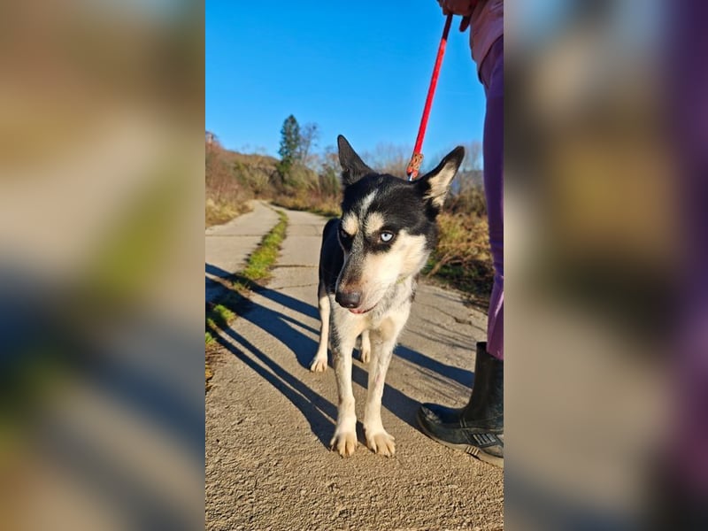 VIKY - die fröhliche und verspielte Hündin sucht ein liebevolles Für-Immer Zuhause!