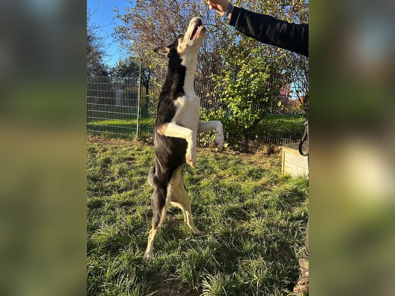SHILA - die hübsche Maus hat das Herz am rechten Fleck und träumt von einem tollen Zuhause