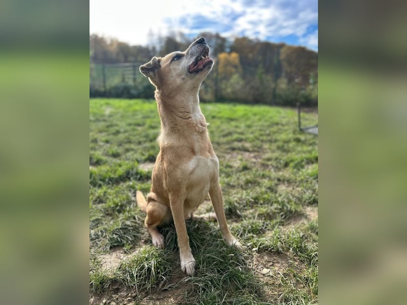 PRINZ - schenkst du mir etwas Geduld und Liebe, dann schenke ich dir mein Herz!?