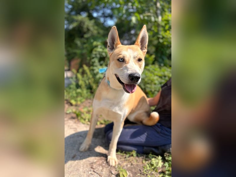 ROCKY - ich suche ein Zuhause bei einer aktiven, hundeerfahrenen Familie!