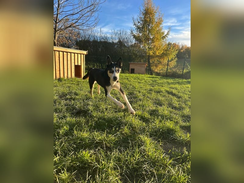 SHILA - die hübsche Maus hat das Herz am rechten Fleck und träumt von einem tollen Zuhause