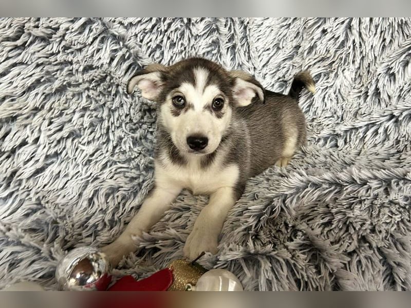 Welpe Chip-Nr. 255202 - wer schenkt mir sein Herz und ein tolles Zuhause?