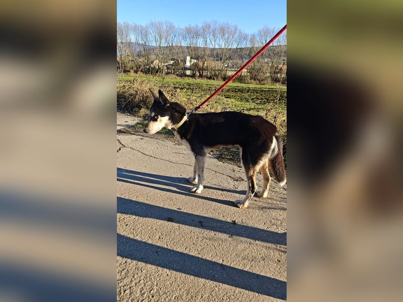 VIKY - die fröhliche und verspielte Hündin sucht ein liebevolles Für-Immer Zuhause!