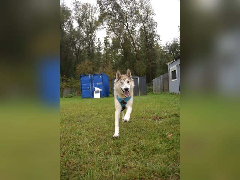 Verspielter Otto