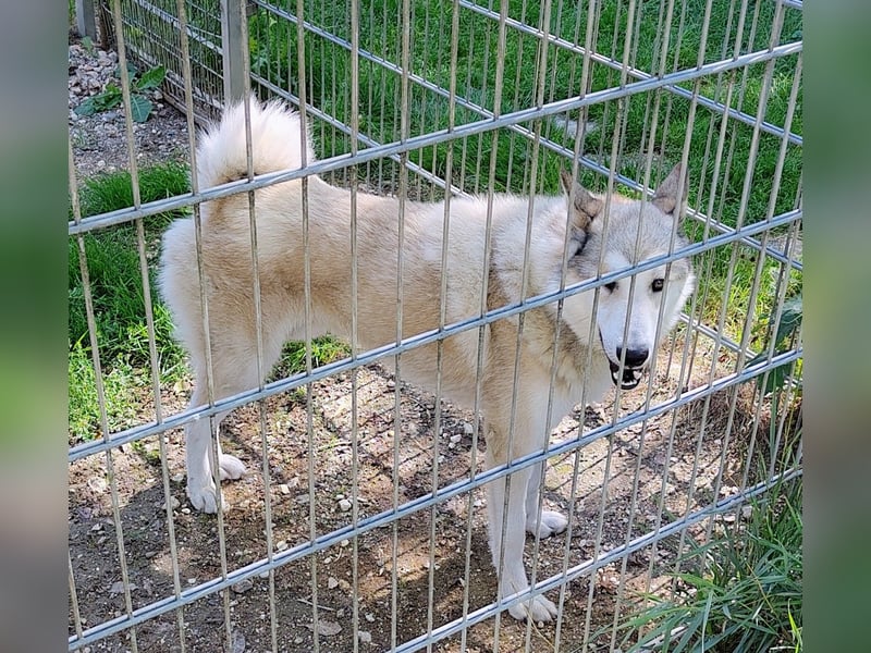 Verspielter Otto