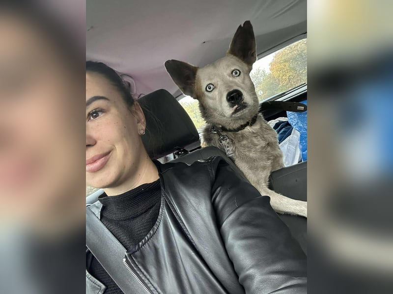 Prince, menschenbezogener Husky Mischling geb. 2023