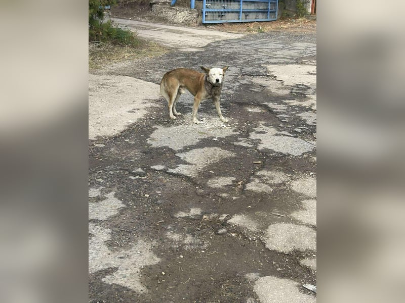 Prince, menschenbezogener Husky Mischling geb. 2023