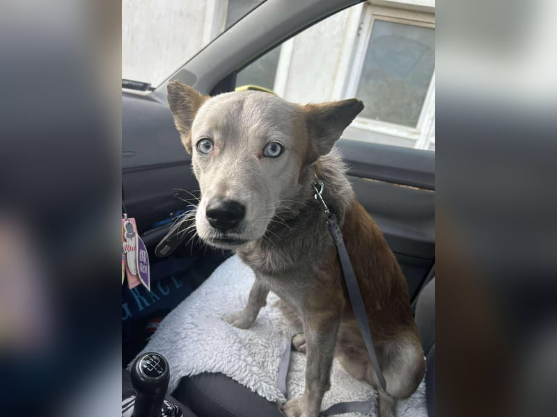 Prince, menschenbezogener Husky Mischling geb. 2023