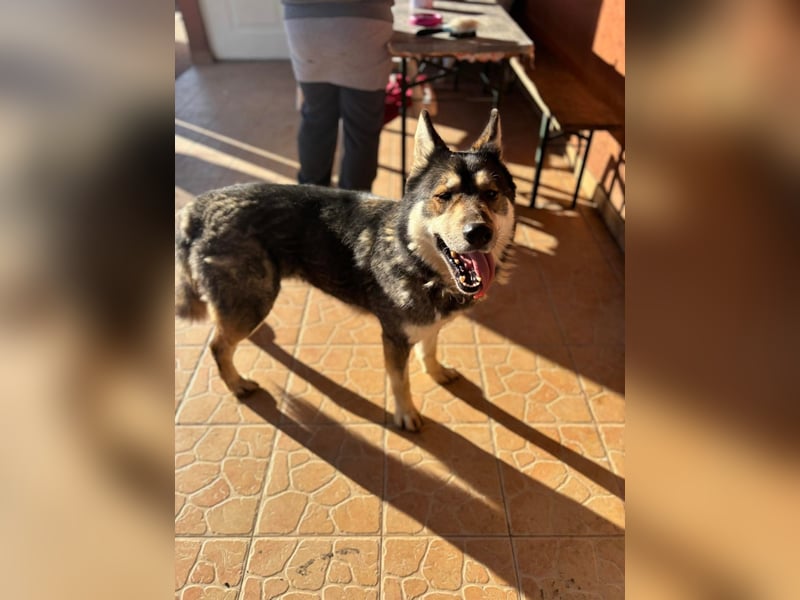 Catrina, familienfreundliche Husky MIschlingshündin geb. 01/2022